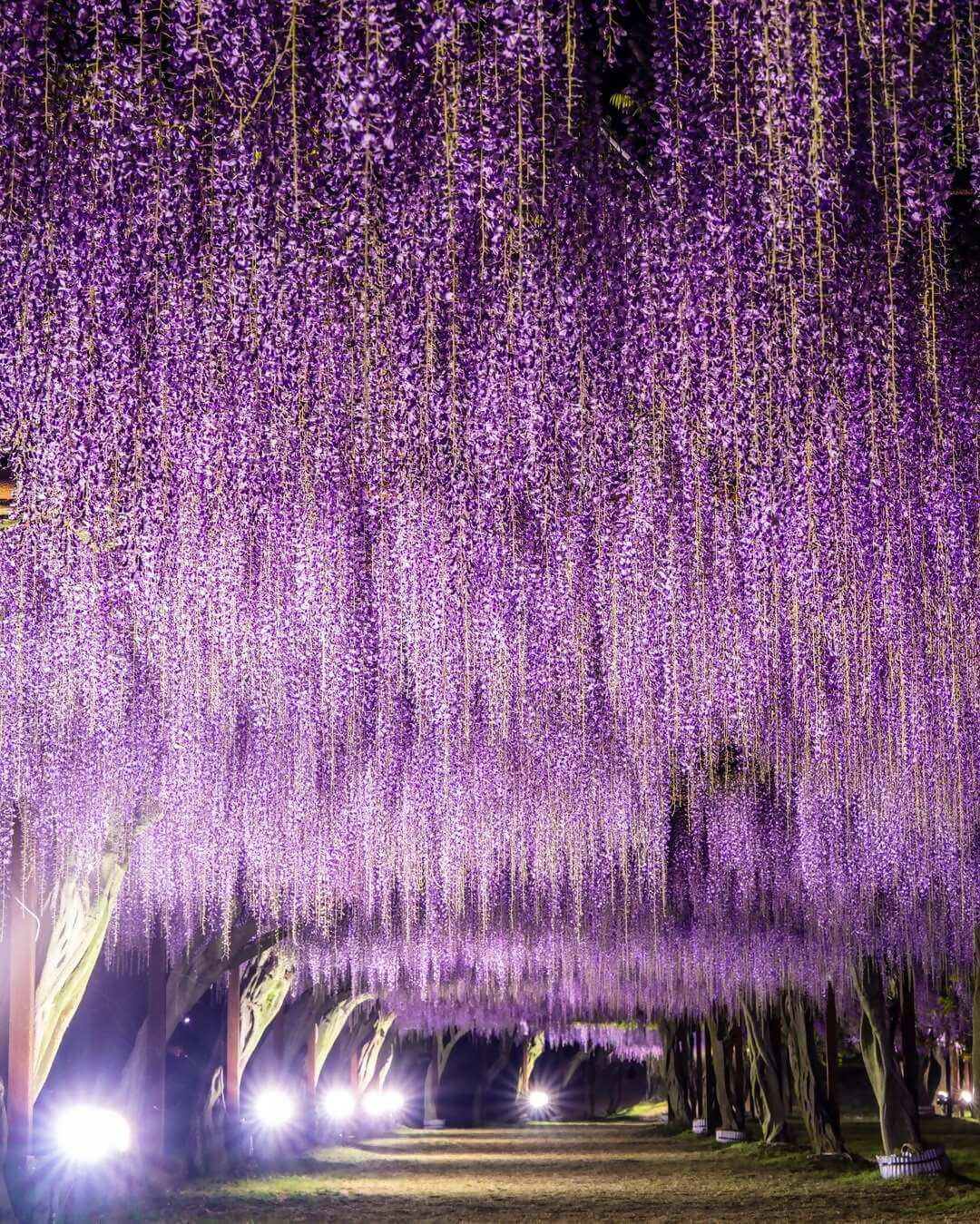 和気町藤まつりInstagramフォトコンテスト優秀賞の写真