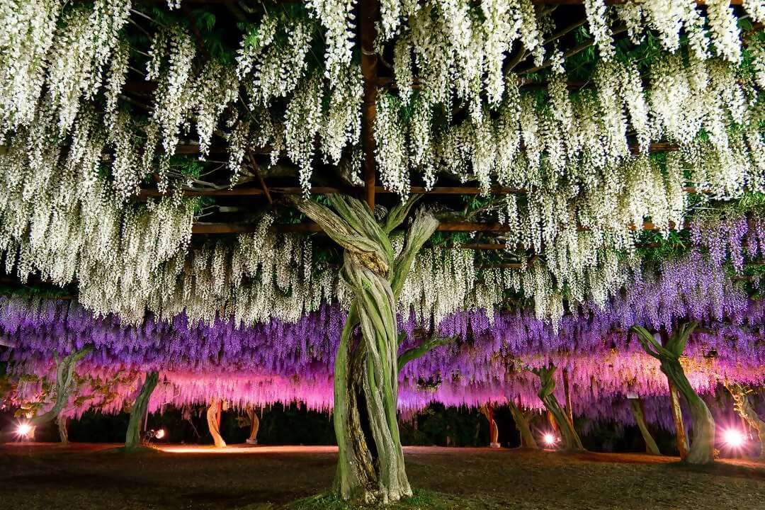 和気町藤まつりInstagramフォトコンテスト入選の写真