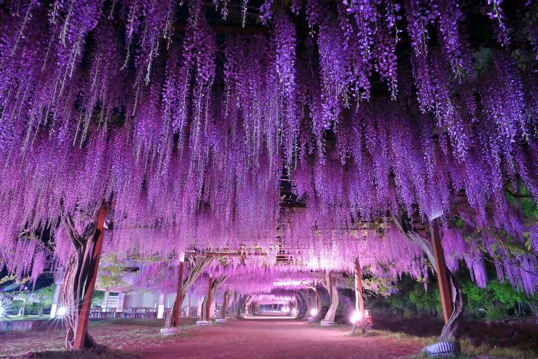 和気町藤まつりInstagramフォトコンテスト入選の写真