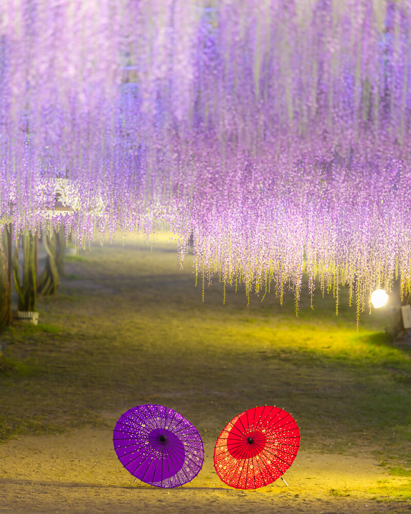 和気町藤まつりInstagramフォトコンテスト入選の写真