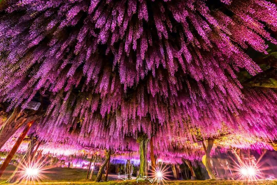 和気町藤まつりInstagramフォトコンテスト入選の写真