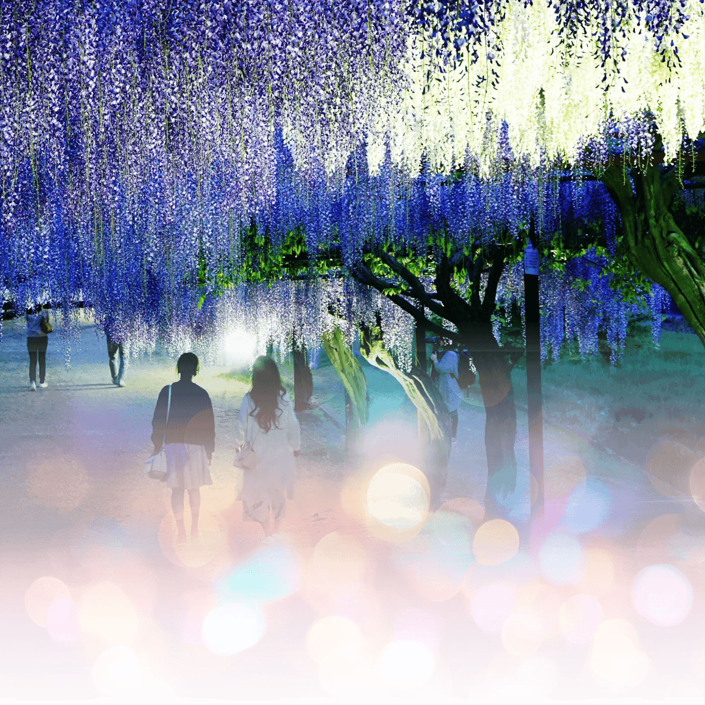 和気町藤まつりの様子